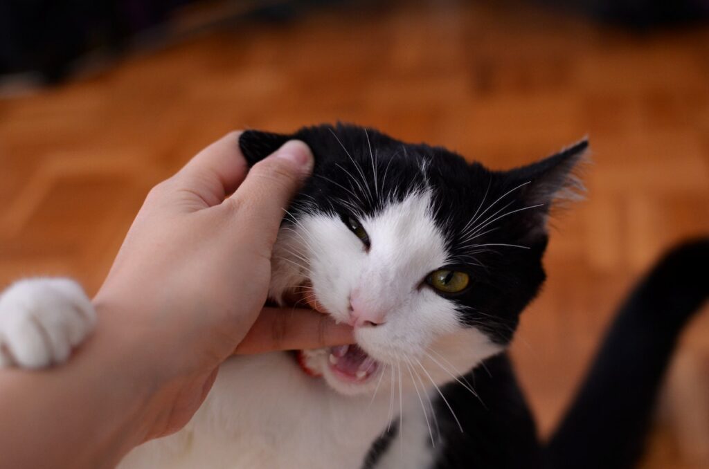 biting cat